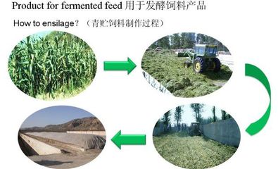 供應用玉米秸稈喂牛的秸稈發酵劑在哪里購買