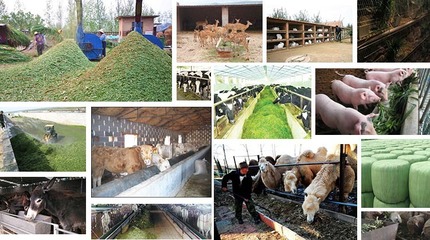 制作黃貯飼料 青飼料發(fā)酵劑的科學用量指南